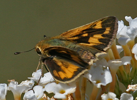 Fiery Skipper